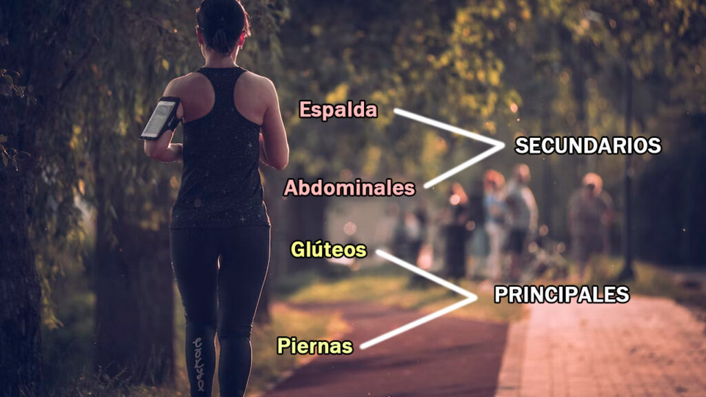  partes del cuerpo se trabaja al trotar