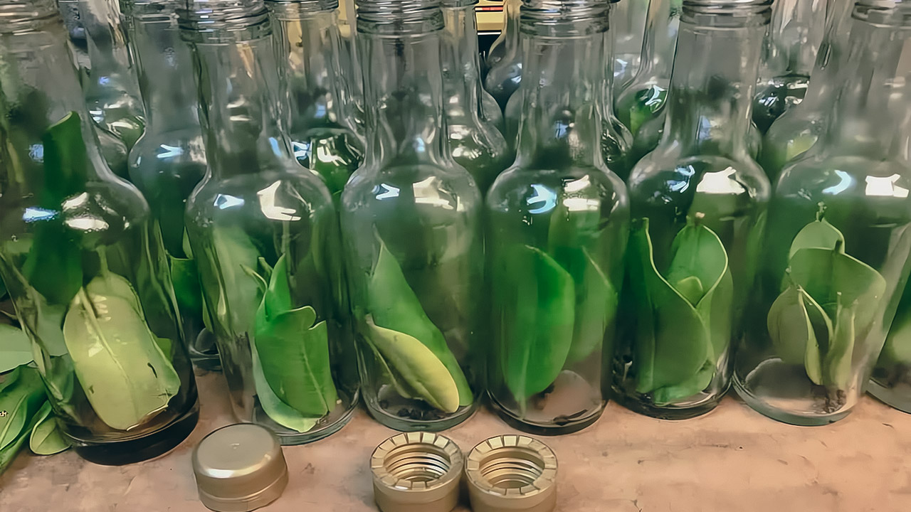 que es el alcoholado